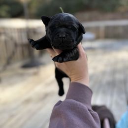 Dasher - Black male Labrador Retriever puppy in Lenoir, North Carolina from Wooten Retrievers