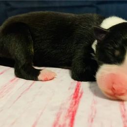 Australian Shepherd Puppies from REINVENTED.KENNELS