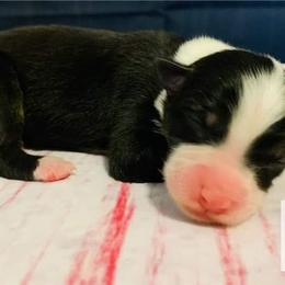 Australian Shepherd Puppies from REINVENTED.KENNELS