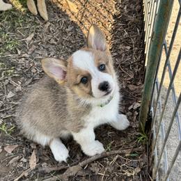 Lovey - Sable female Pembroke Welsh Corgi puppy in Millsap, Texas from Punchy Pembroke Ranch