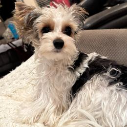 Coco - Black tan and white male Biewer Terrier puppy in Rocklin, California from Precious Jewels Biewer Terriers