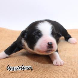 Black Bi - Black & white female Miniature Australian Shepherd puppy in Pinehurst, Texas from Aussie Amor