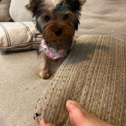 Remi - Yorkshire Terrier