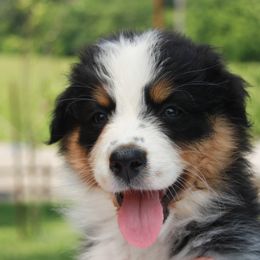 Australian Shepherd, Goldendoodle, and Poodle Puppies from 5AFarms