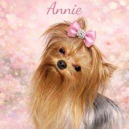Annie - Blue and gold female Yorkshire Terrier puppy in Fredericksburg, Indiana from Yorkie Blessings