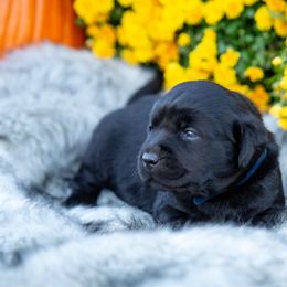 Boy 1 - Labrador Retriever puppy from Raley Retrievers