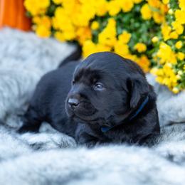 Boy 1 - Labrador Retriever puppy from Raley Retrievers