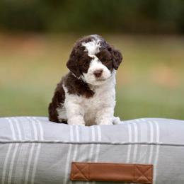 Dubai - Chocolate male Australian Labradoodle puppy in Milton, Florida from Sutton Place Doodles