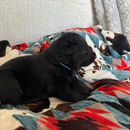 Banana pudding - Bi-color female German Shepherd puppy in Salem, Virginia from Vom Kylohaus German Shepherds