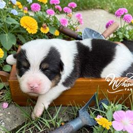 Mismark Girl - Black and white female American Corgi puppy in Nashville, Arkansas from Whisenhunt Farms