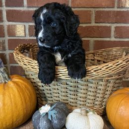 Aussiedoodles and Bernedoodles from Hickory Hideaway Doodles