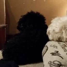 Poodles from Rhonda Needham's Poodles