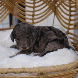 Girl 1 - Blue merle female Aussiedoodle puppy in Pomona, California from Socal Aussiedoodles