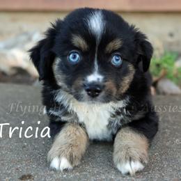 Tricia - female Miniature Australian Shepherd puppy in Godley, Texas from Flying H Toy and Mini Aussies