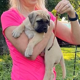 Orange - Fawn female Bullmastiff puppy in Pleasant Hill, Missouri from Marconian Bullmastiffs