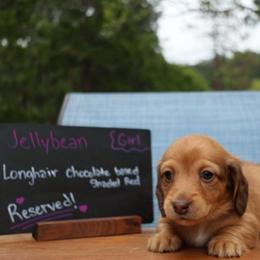 Jellybean (yellow collar) - Red female Dachshund puppy in Prospect, Oregon from Spunky Sausage Pups