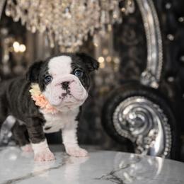 French Bulldog puppies from Velvet Fluffy Pups
