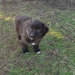 Cornbread - Black tri male Miniature Australian Shepherd puppy in Muskogee, Oklahoma from Tagalong Lane Australian shepherds