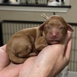 Lucy (Light Pink Collar) - Red  female Goldendoodle puppy in Bay City, Texas from Charming Doods