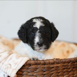 Lavender - Tri-color female Bernedoodle puppy in Delta, Pennsylvania from KEE Bernedoodles