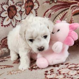 Pink - White female Bichon Frise puppy in Lake Elsinore, California from Amber's Bichon Frise and Poodles