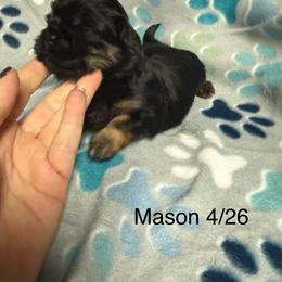 Mason - Black and tan male Shih Tzu puppy in Jasper, Indiana from Jacob’s Spoiled Shih Tzu