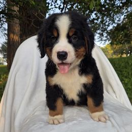 Blue Male - Black rust and white male Bernese Mountain Dog puppy in Greenwood, Delaware from A&A Greenwood Puppies