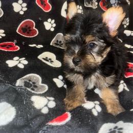 Traditional boy 1800 - Black and tan male Yorkshire Terrier puppy in Gastonia, North Carolina from Dynasty Kennel