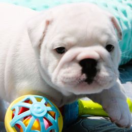 Pauly D - Bulldog puppy from MS Magnolia Bulldogs