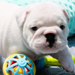 Pauly D - Bulldog puppy from MS Magnolia Bulldogs