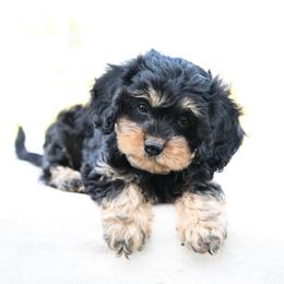 Benny - Black and tan male Cavapoo puppy in Lawton, Oklahoma from Lindsey’s Cavies