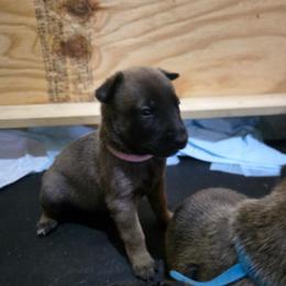 Pink pup - Fawn female Belgian Malinois puppy in China Spring, Virginia from Childress Creek Kennels