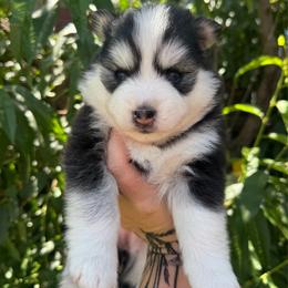 Stella - Black and white female Pomsky puppy in La Verne, California from Red Cedar Pomskies