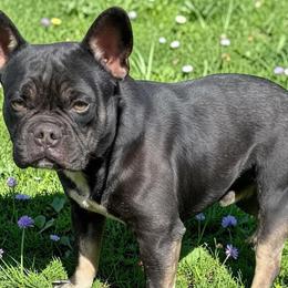 Lava - French Bulldog