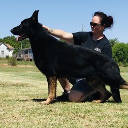 Bayou - German Shepherd
