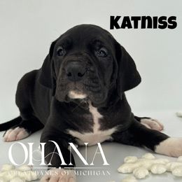 Katniss - Black and white female Great Dane puppy in Michigan from Ohana Great Danes of Michigan