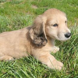 Puppy 1 green collar - Cream male Dachshund puppy in Klamath Falls, Oregon from Luvindoxys4u