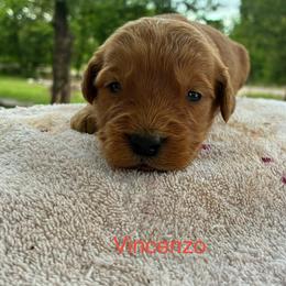 Vincenzo - Red  male Goldendoodle puppy in Oklahoma City, Oklahoma from Foneb Farm - The F1B Farm
