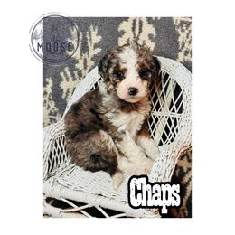 Chaps - Merle female Bernedoodle puppy in Belleville, Michigan from Moose Tracks Bernedoodles