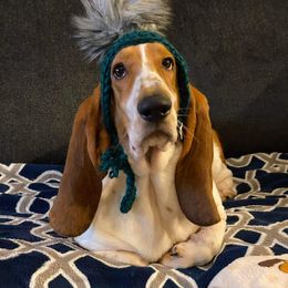 Basset Hound All Grown Up from Renaissance Bassets
