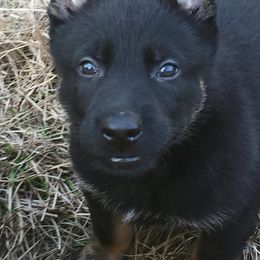 German Shepherd Puppies from Tatum Kennels