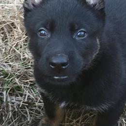 German Shepherd Puppies from Tatum Kennels
