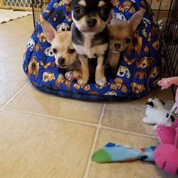 Chihuahua Puppies from True Shot Chihuahuas