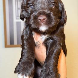 Girl 2 - Chocolate female Australian Labradoodle puppy in Valley Springs, California from Blue Denim Doodles