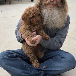 Australian Labradoodles from Pacific Coast Doodles