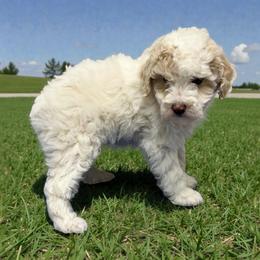Paul McCartney - Parti male Poodle puppy in Dunn, North Carolina from Sandy Creek Kennels