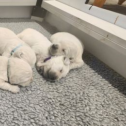 Golden Retriever Puppies from Golden West English Creams