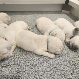 Golden Retriever Puppies from Golden West English Creams