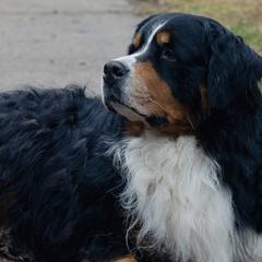 Bernese Mountain Dogs from Keely’s Bouncing Berners