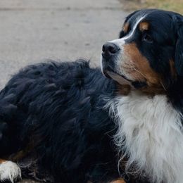 Bernese Mountain Dogs from Keely’s Bouncing Berners